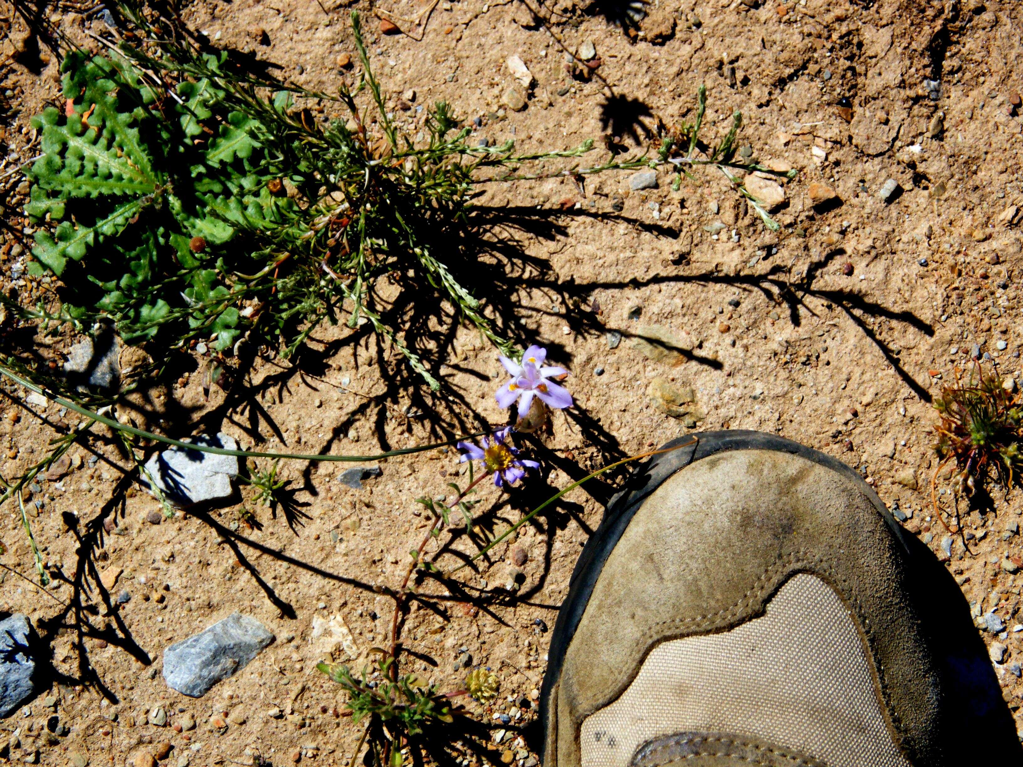 Image of Moraea setifolia (L. fil.) Druce