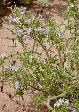 Plancia ëd Ipomopsis pumila (Nutt.) V. Grant