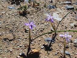 Image of Moraea setifolia (L. fil.) Druce