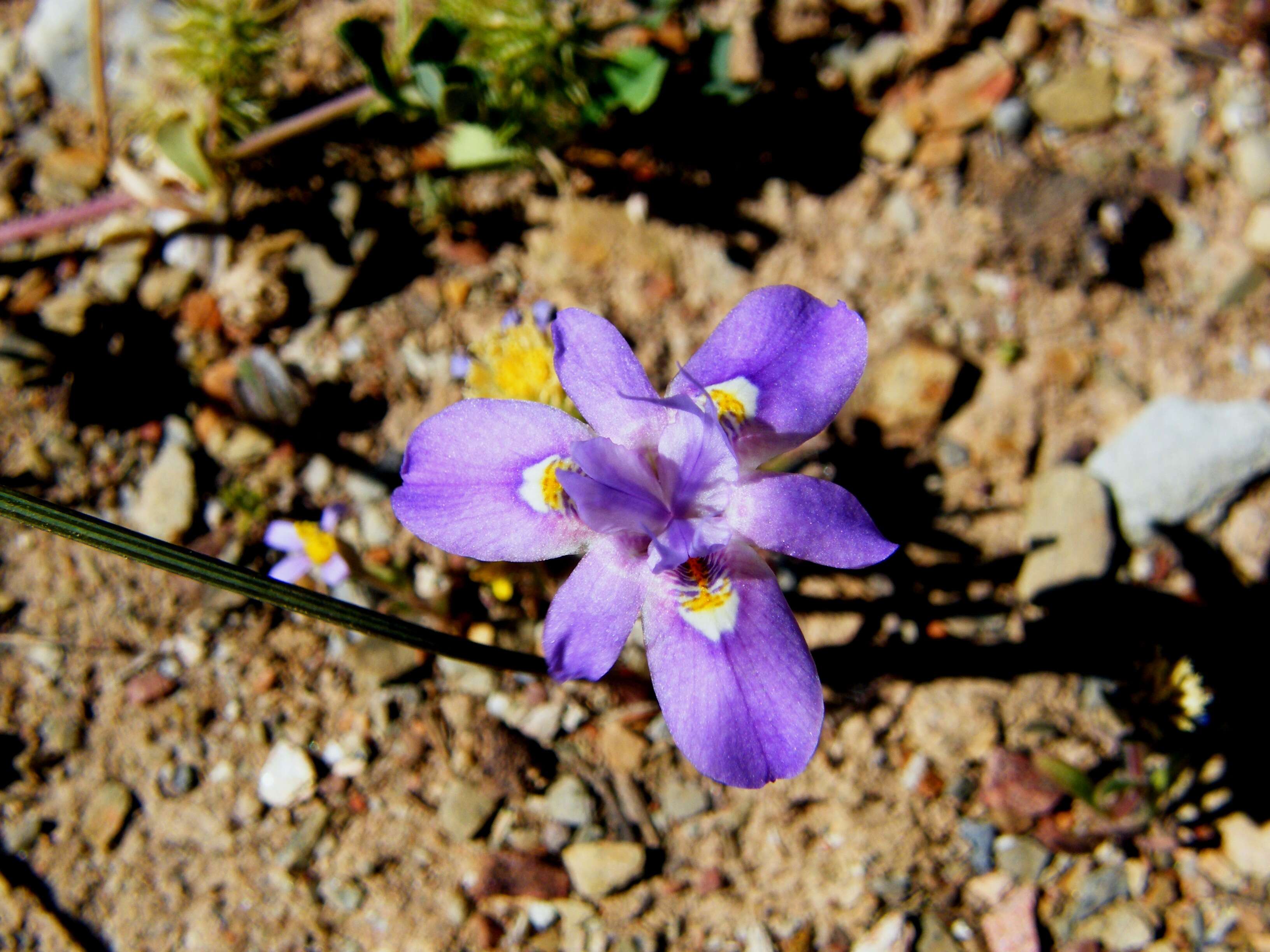 Image of Moraea setifolia (L. fil.) Druce