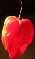 Image of Capsicum chinense