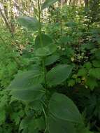 Image of Saussurea latifolia Ledeb.