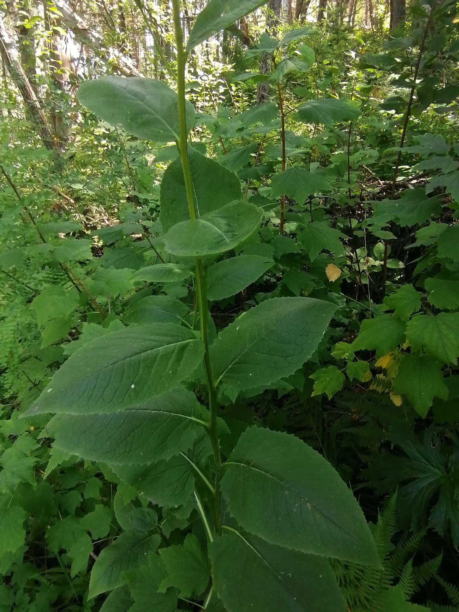 Saussurea latifolia Ledeb. resmi