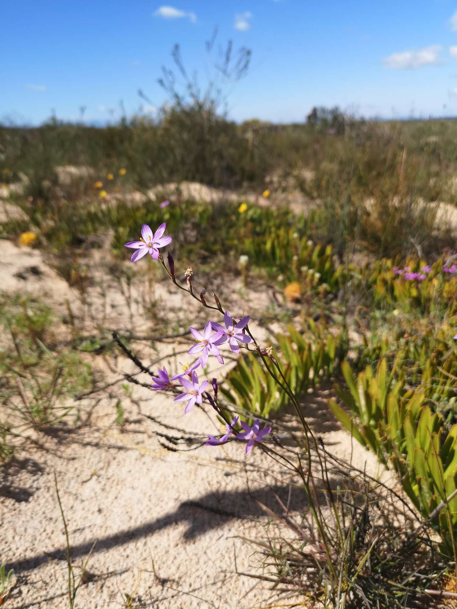 Imagem de Geissorhiza purpurascens Goldblatt