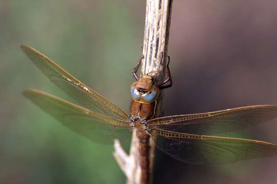 Image of Brown Hawker