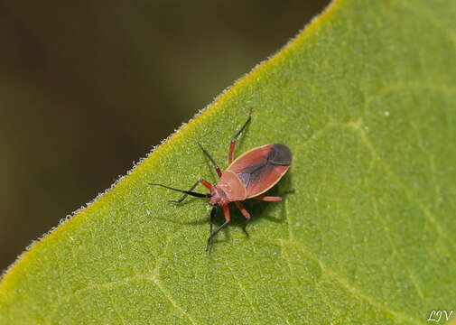 Image of Lopidea instabilis (Reuter 1909)