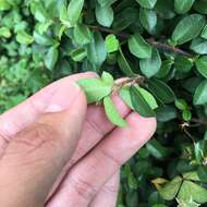 Image of Ficus vaccinioides Hemsl. & King ex King