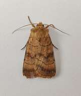 Image of six-striped rustic