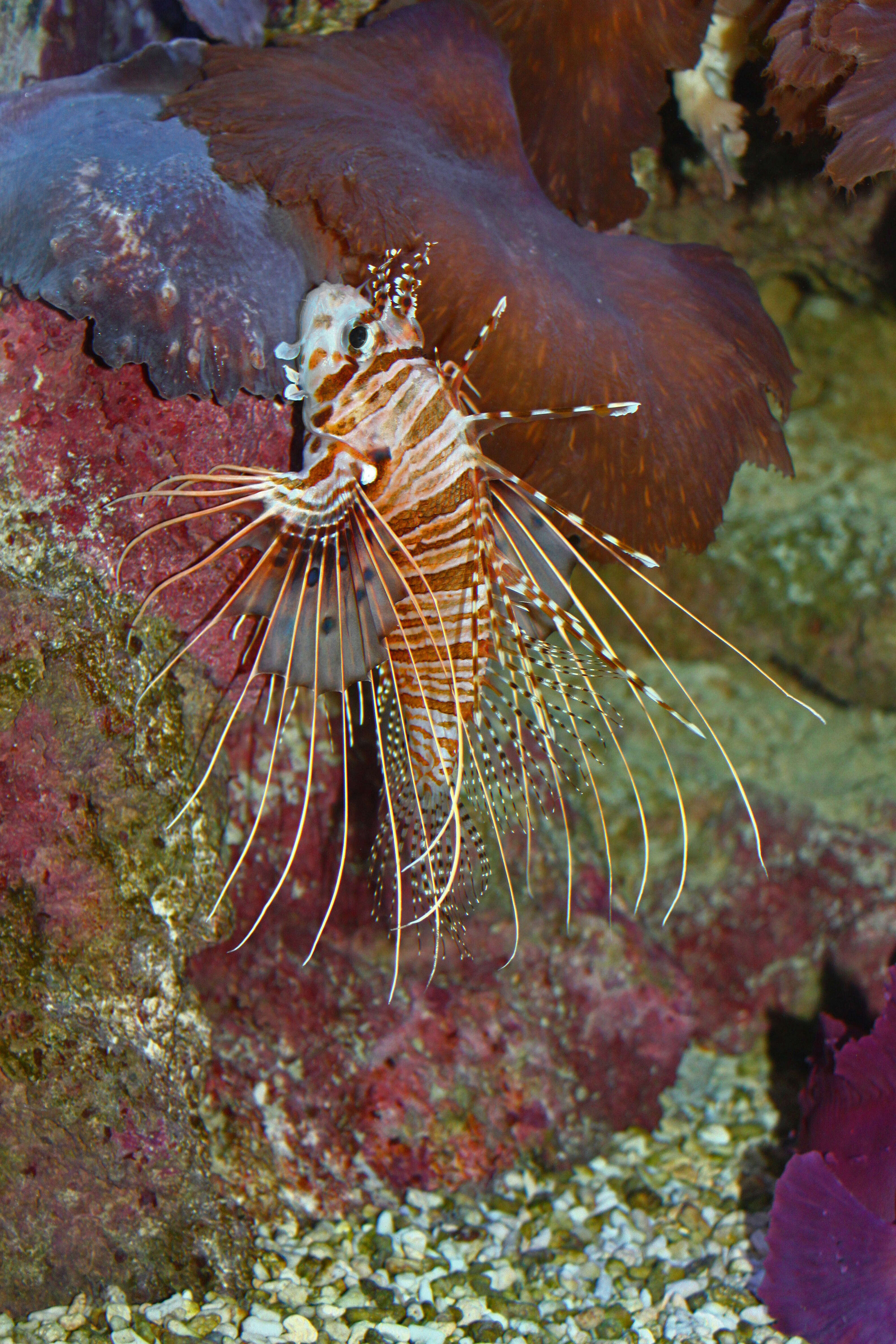 Image of Broadbarred firefish