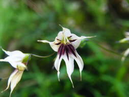 Image de Ixia scillaris L.