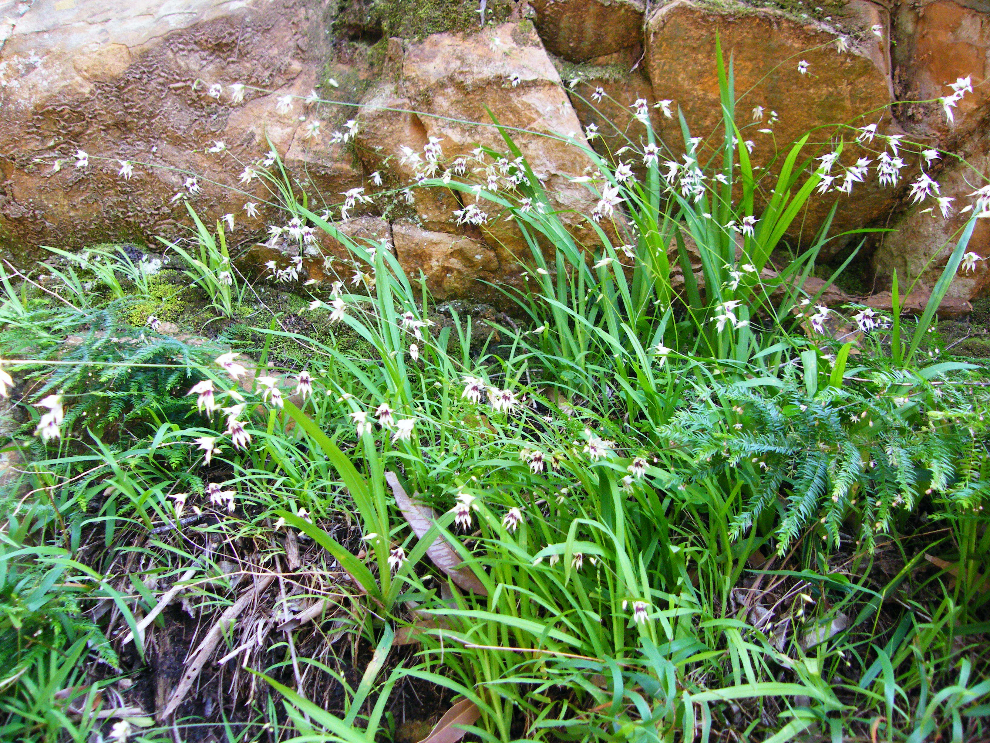 Image de Ixia scillaris L.