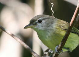 Sivun Puertoriconvireo kuva