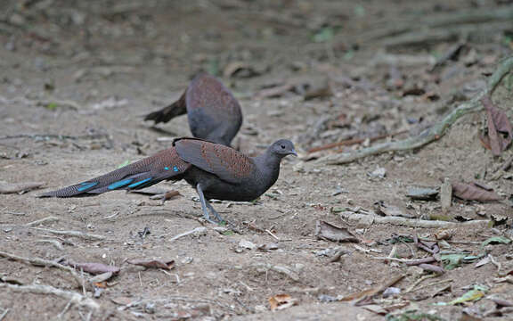 Image of Mountain Peacock-Pheasant