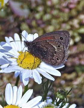 Слика од Cosmosatyrus leptoneuroides Felder 1867