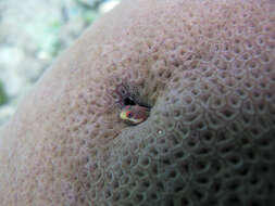 Image of Spotjaw Blenny