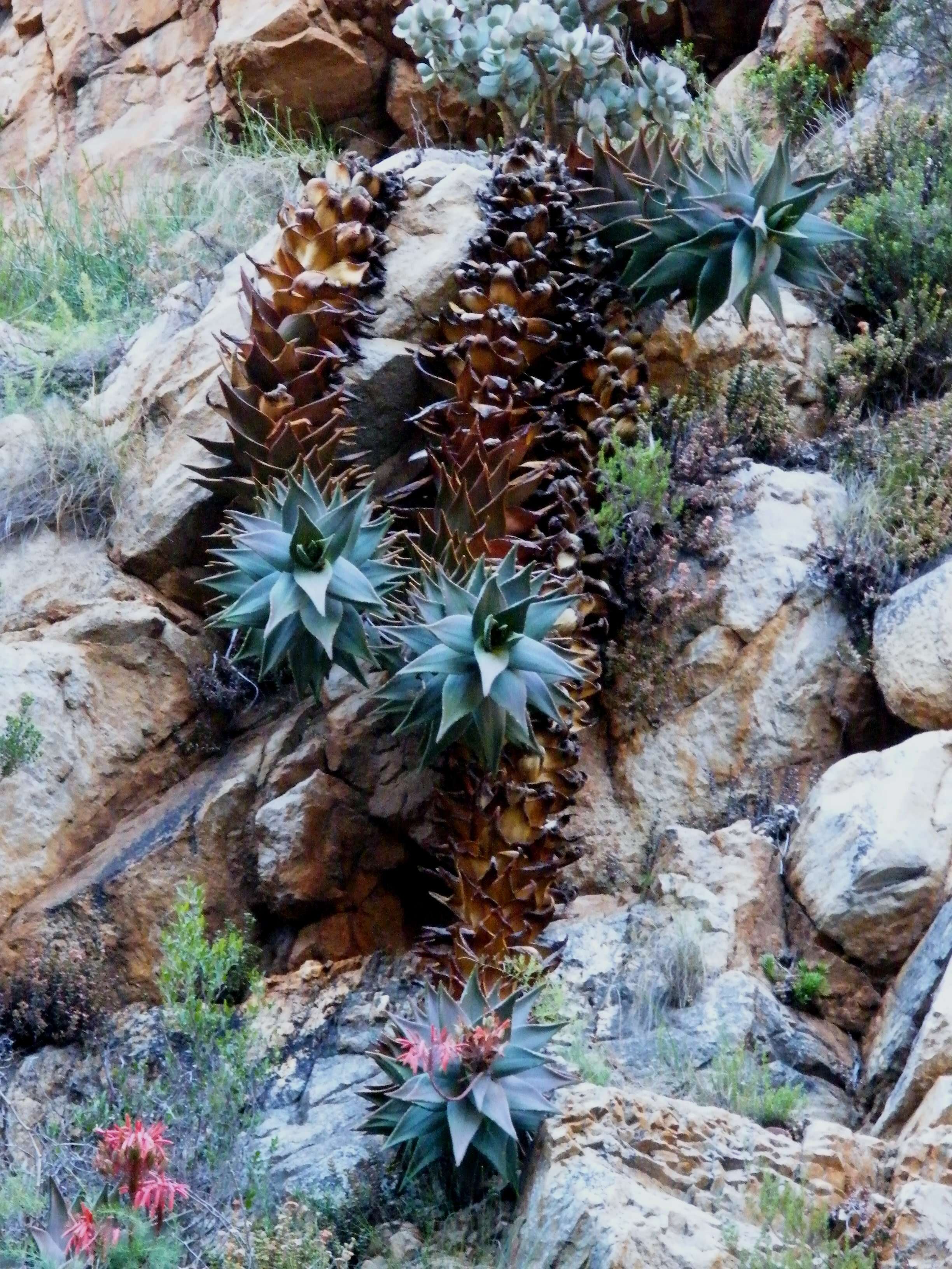 Слика од Aloe perfoliata L.