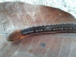 Image of Black-headed Collared Snake