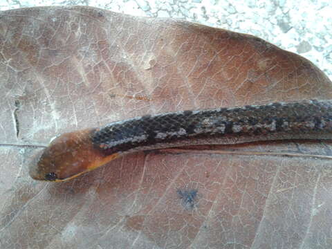 Image of Black-headed Collared Snake