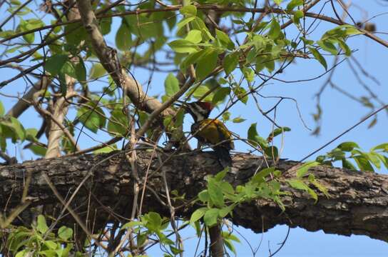 Image of Black-rumped Flameback