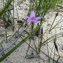 Caladenia minorata M. A. Clem. resmi