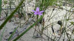 Image of Small waxlip orchid