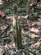 Imagem de Pilosocereus robinii (Lem.) Byles & G. D. Rowley