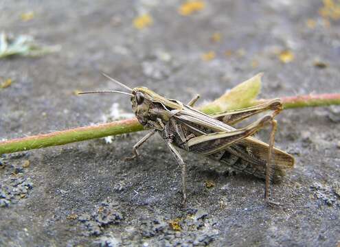 Image of bow-winged grasshopper