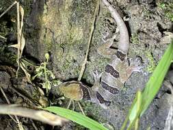 Image of Banded Leaf-toed Gecko