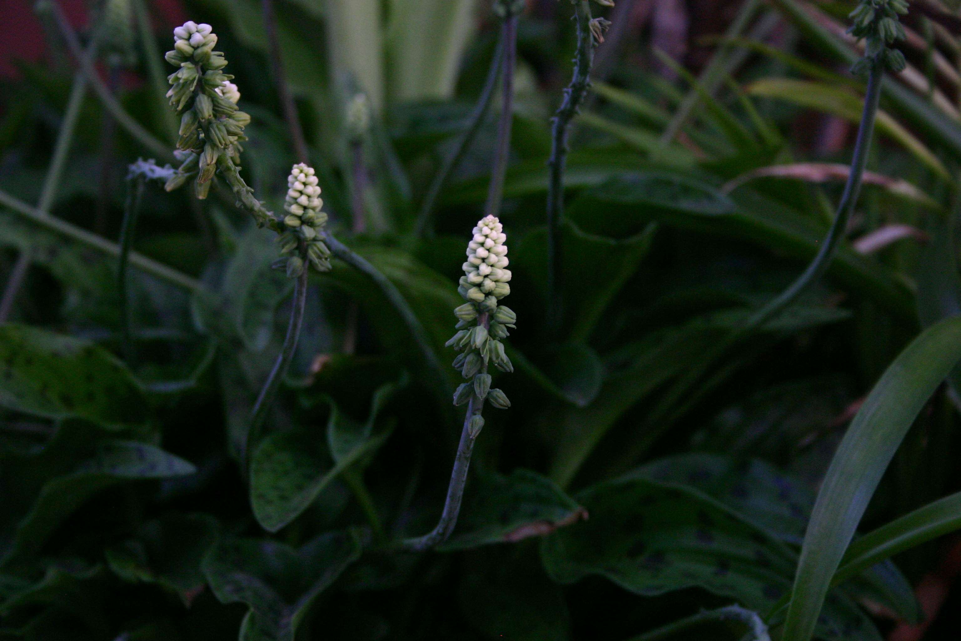 Image of Drimiopsis maculata Lindl. & Paxton