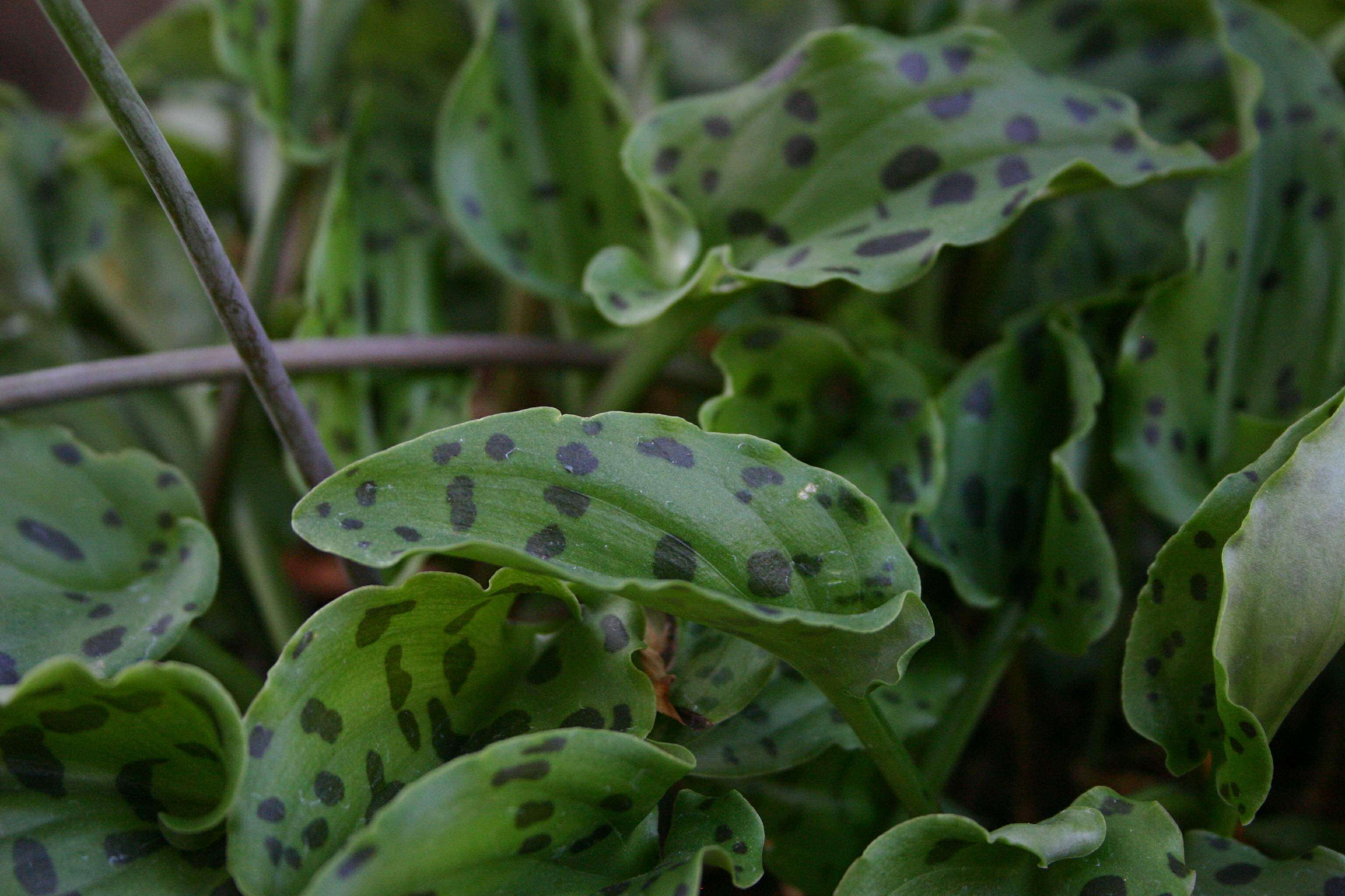 Image of Drimiopsis maculata Lindl. & Paxton