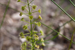 Image de Drosera stolonifera subsp. porrecta (Lehm.) N. Marchant & Lowrie