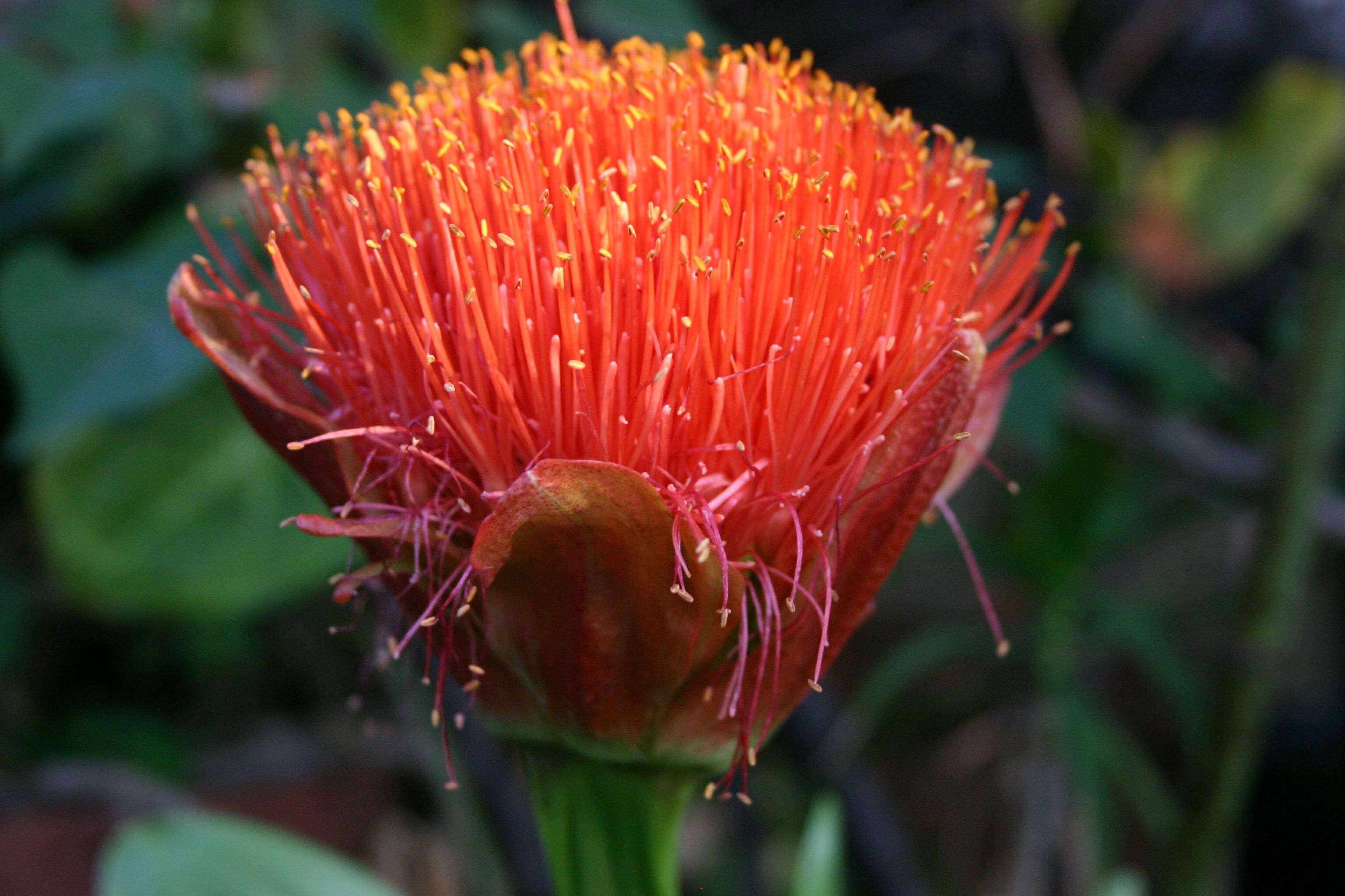 Image of Paintbrush lily