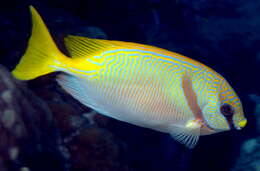 Image of Barred rabbitfish