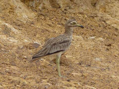 Imagem de Burhinus senegalensis (Swainson 1837)