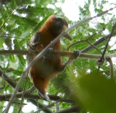 Image of Chestnut Piculet