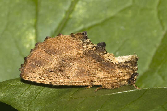 Image of Coxcomb Prominent