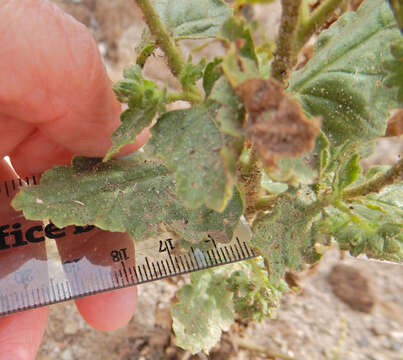 Image de Phacelia pinkavae N. D. Atwood