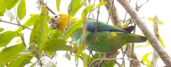 Image of Saffron-headed Parrot