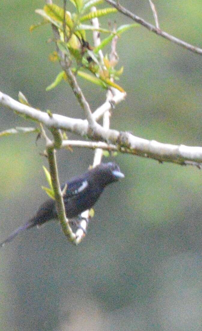 Pachyramphus polychopterus (Vieillot 1818) resmi