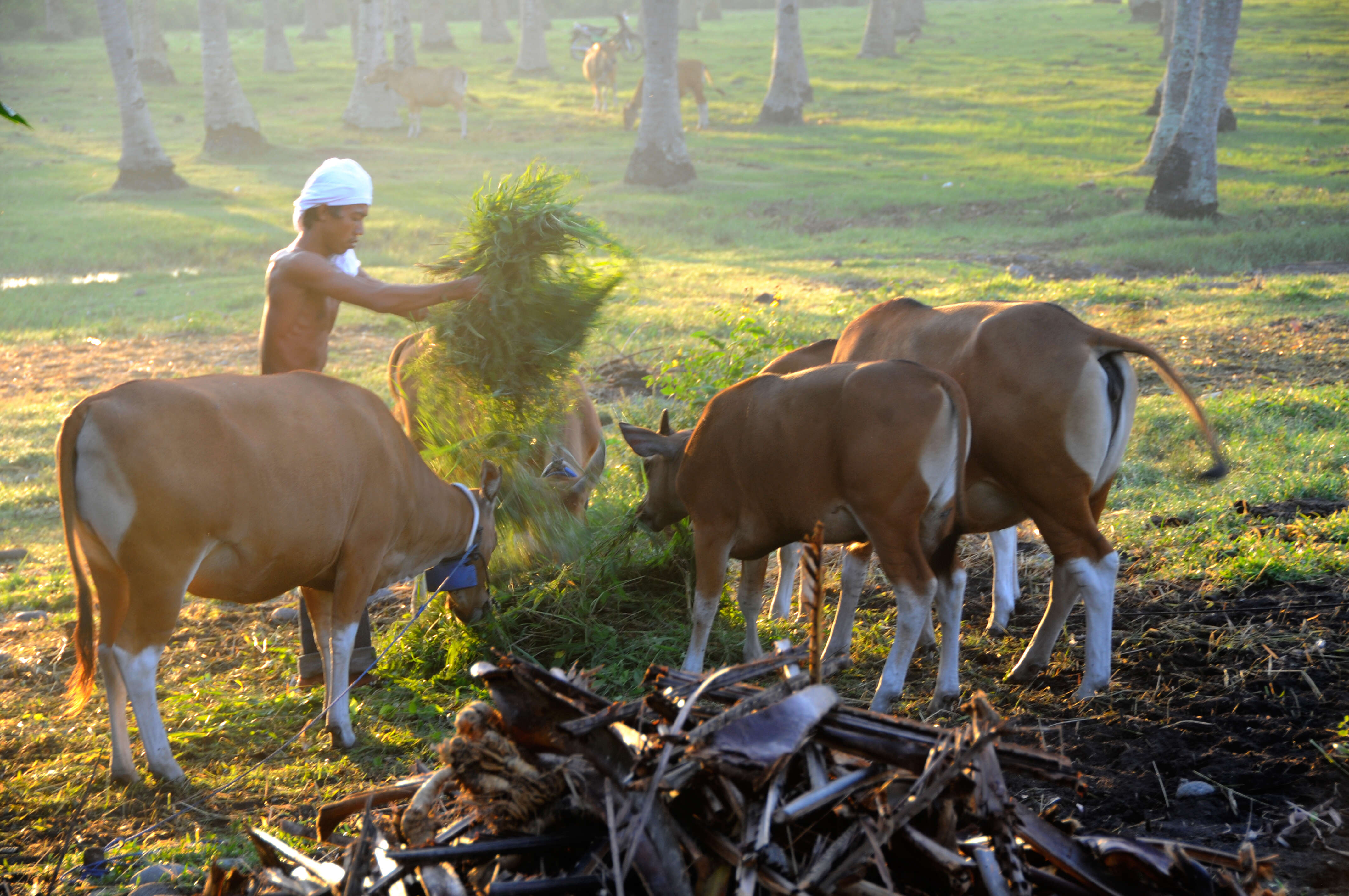 Image of Banteng