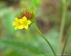 Image of Waltheria operculata Rose