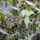 Image of White-rimmed Warbler