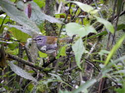 Слика од Myiothlypis leucoblephara (Vieillot 1817)