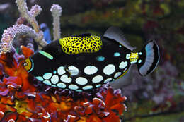 Image of clown triggerfish