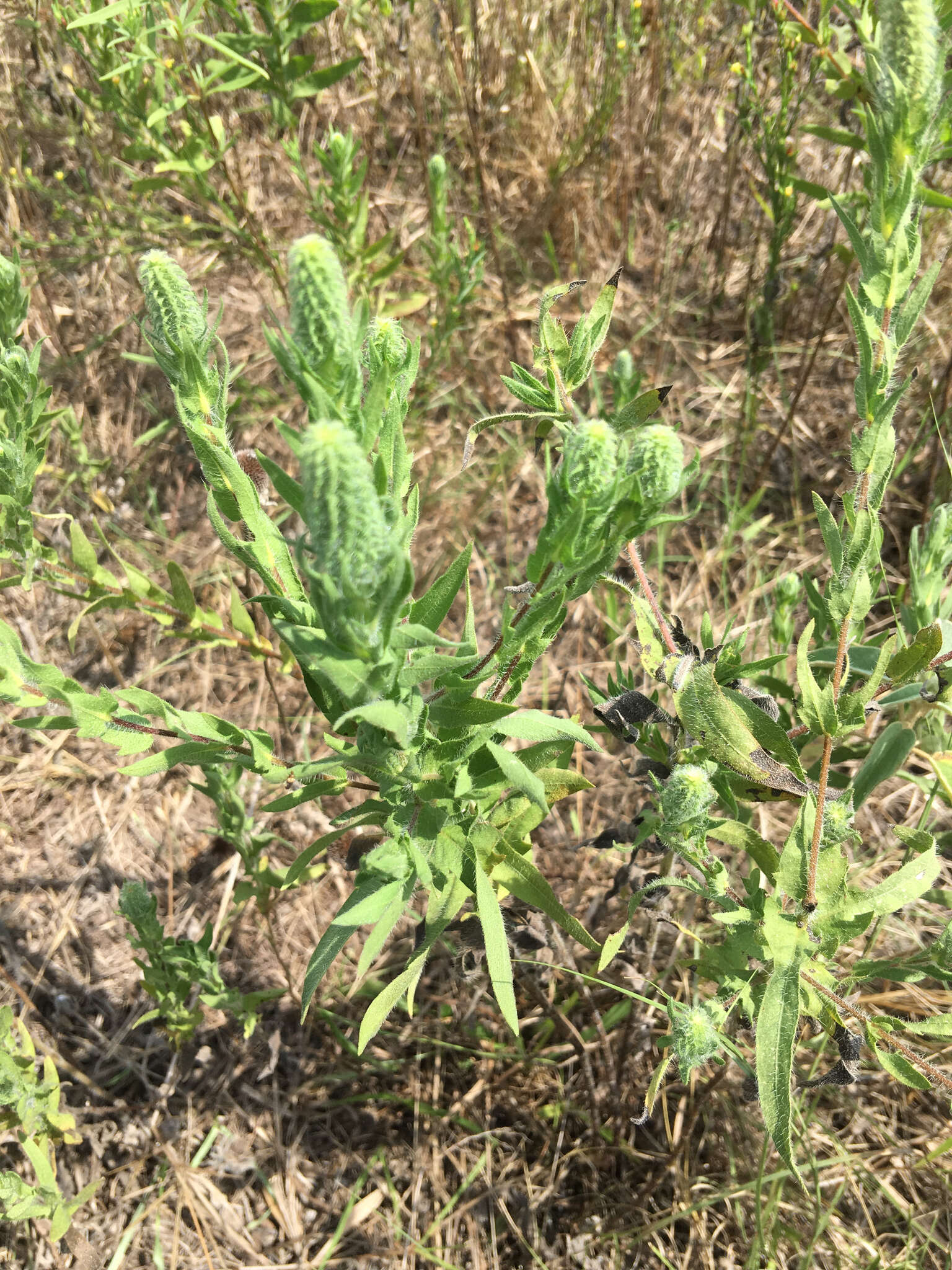 Image of annual marsh elder