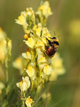 Image of Tricolored Bumble Bee