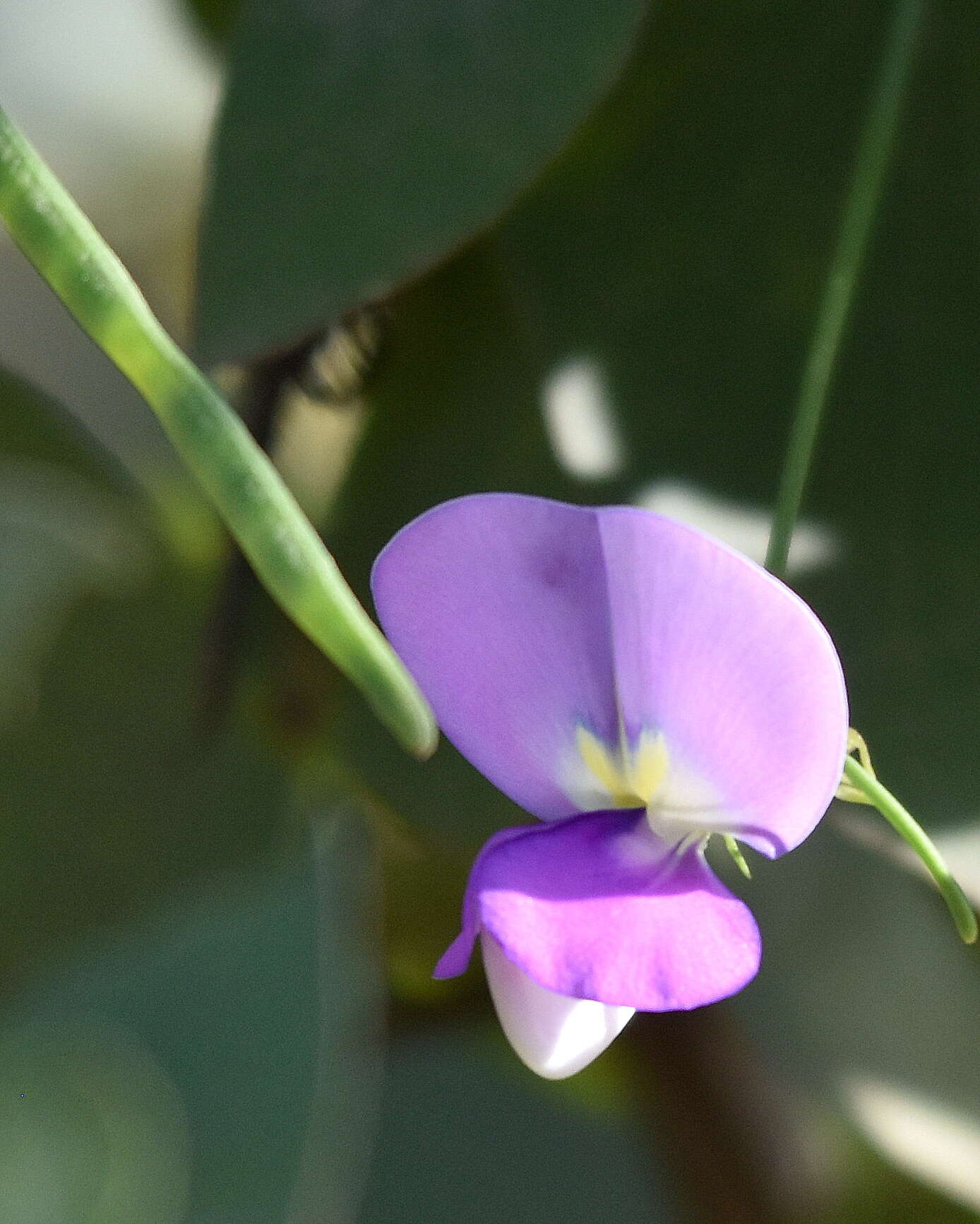 Image of blackeyed pea