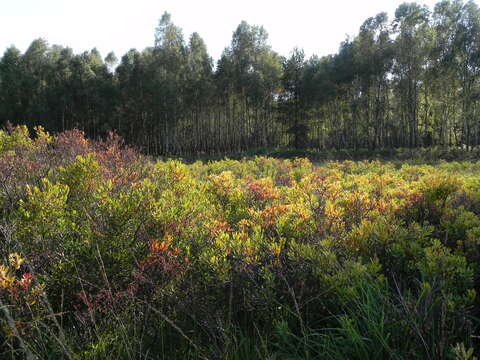 Image of Bog-myrtle