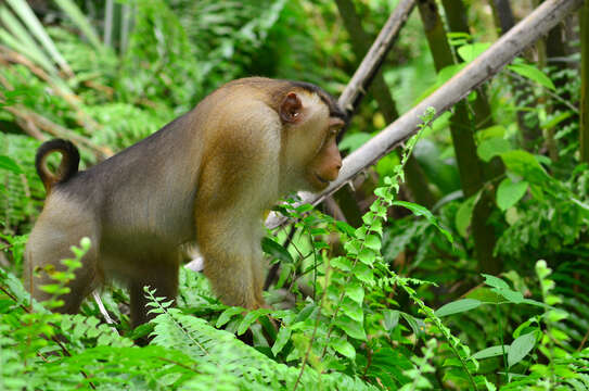 Image of Pig-Tail Macaque