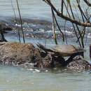 Image of William’s South-American Side-necked Turtle